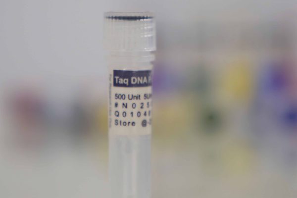 Taq DNA Polymerase (5 U/µl)